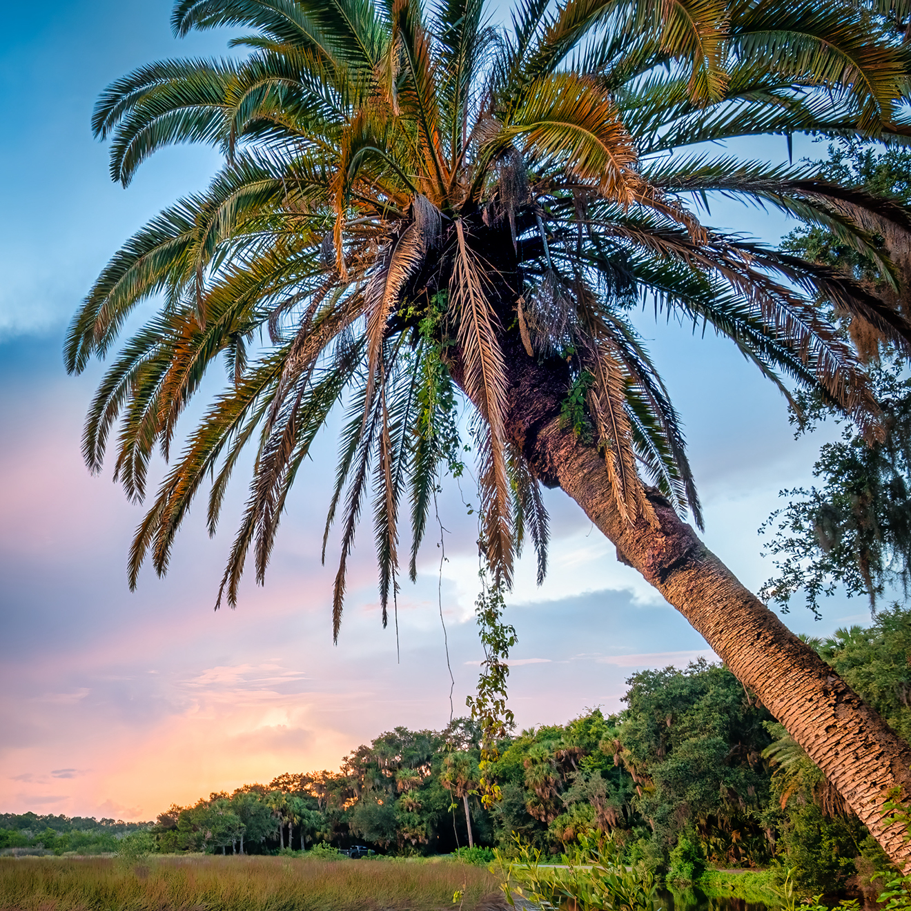 HONORABLE MENTION: "High Bridge Palm II" by Stacey Sather