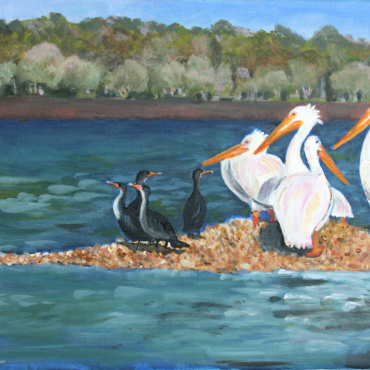 White Pelicans on the Matanzas