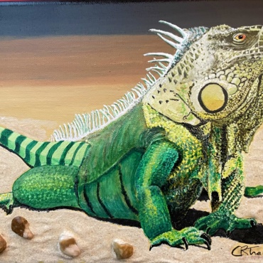 Green Iguana