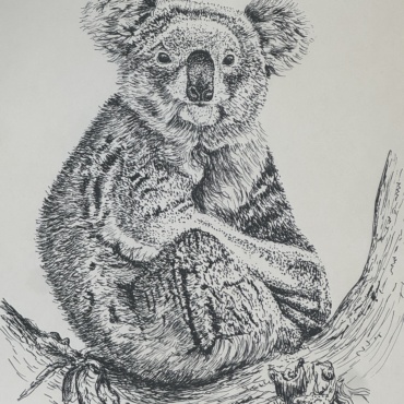 Koala Time