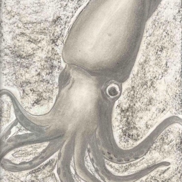 Colossal Squid