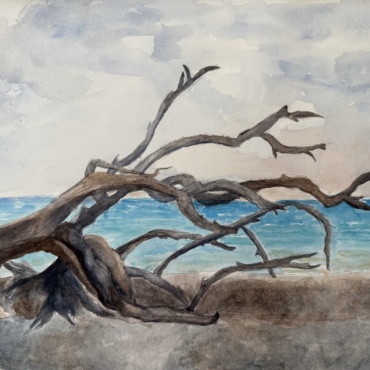 Driftwood Beach