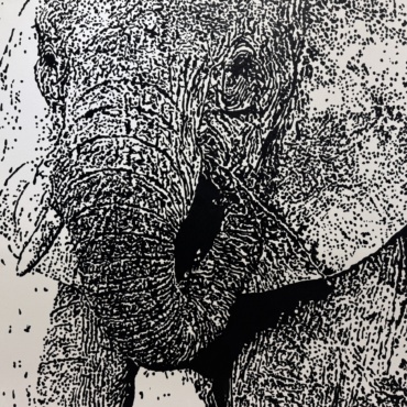 The Elephant in the Room