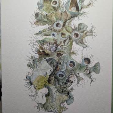 Lichen it!