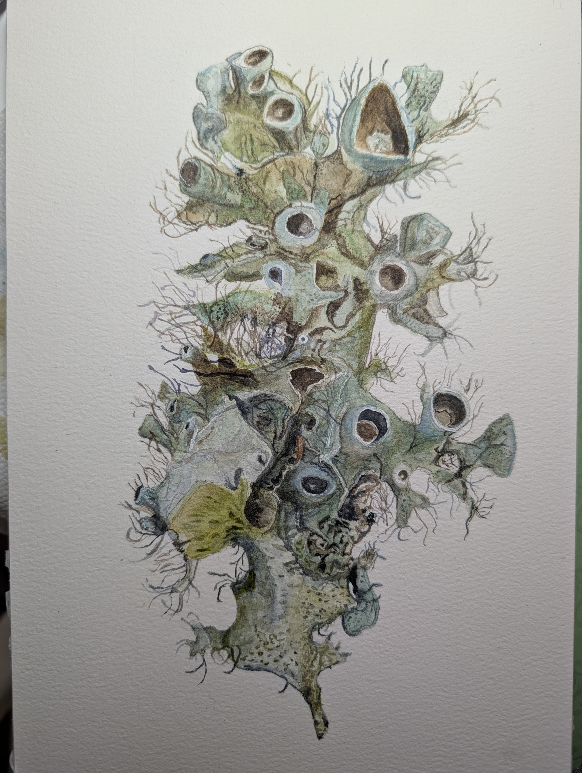 Lichen it!