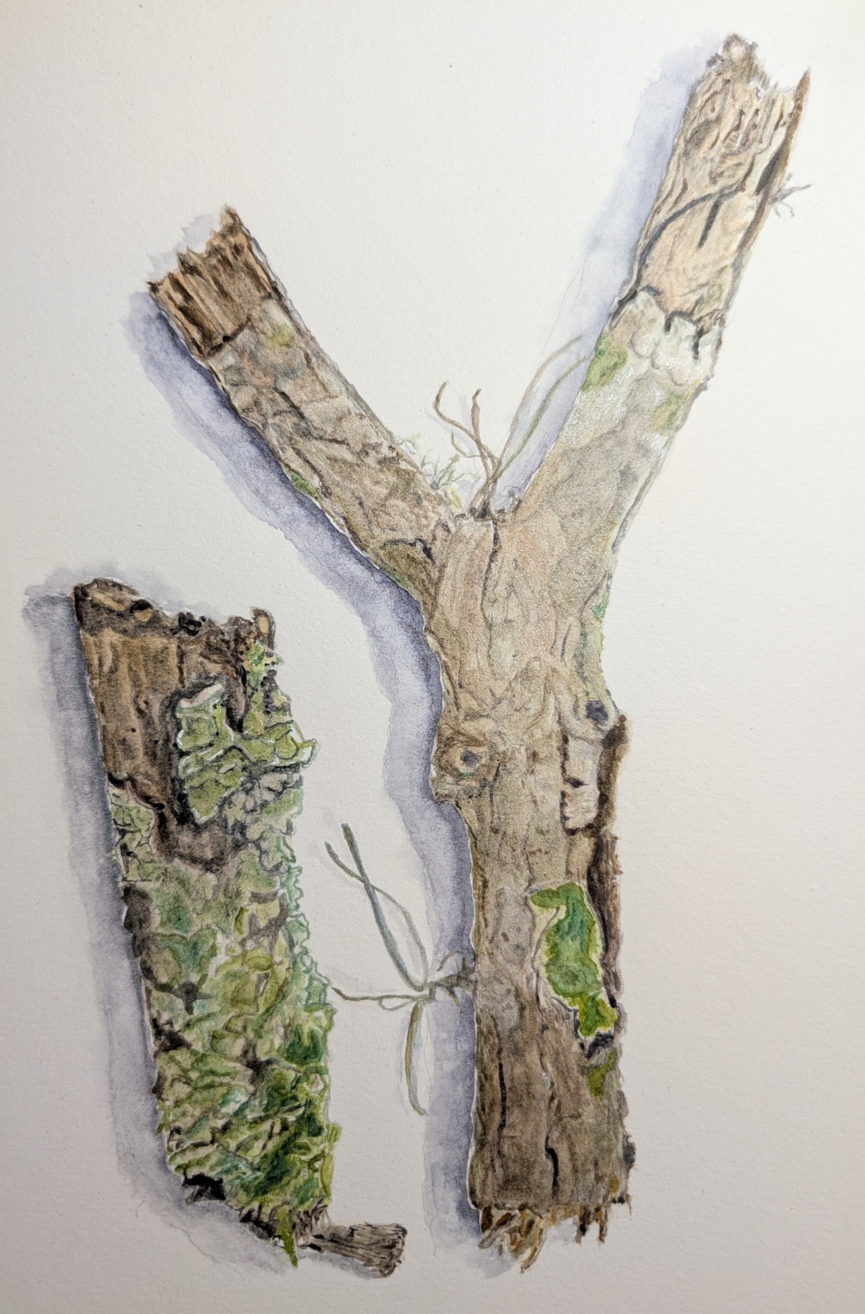 Branching Out