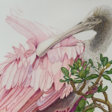 Roseate Spoonbill