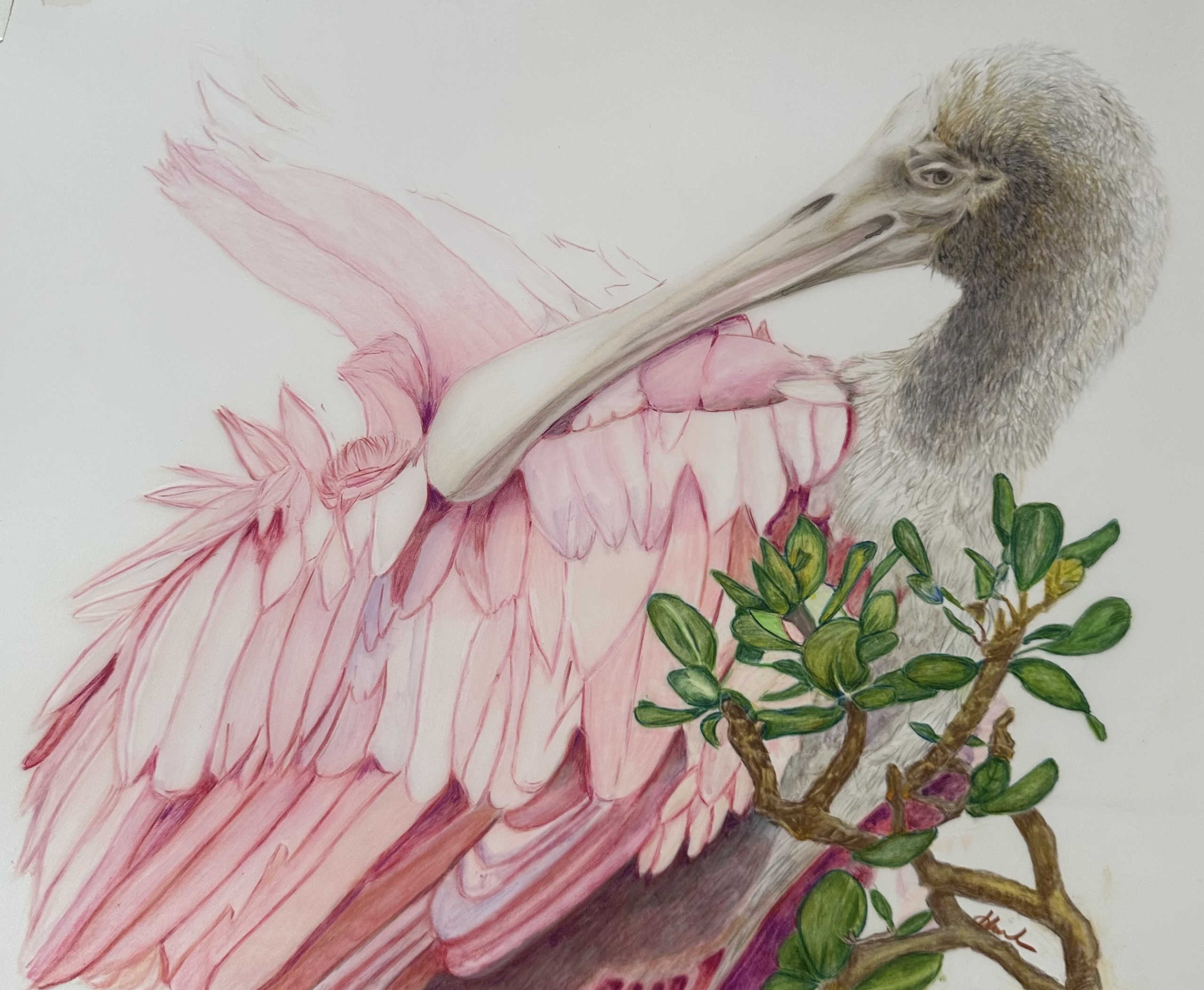 Roseate Spoonbill