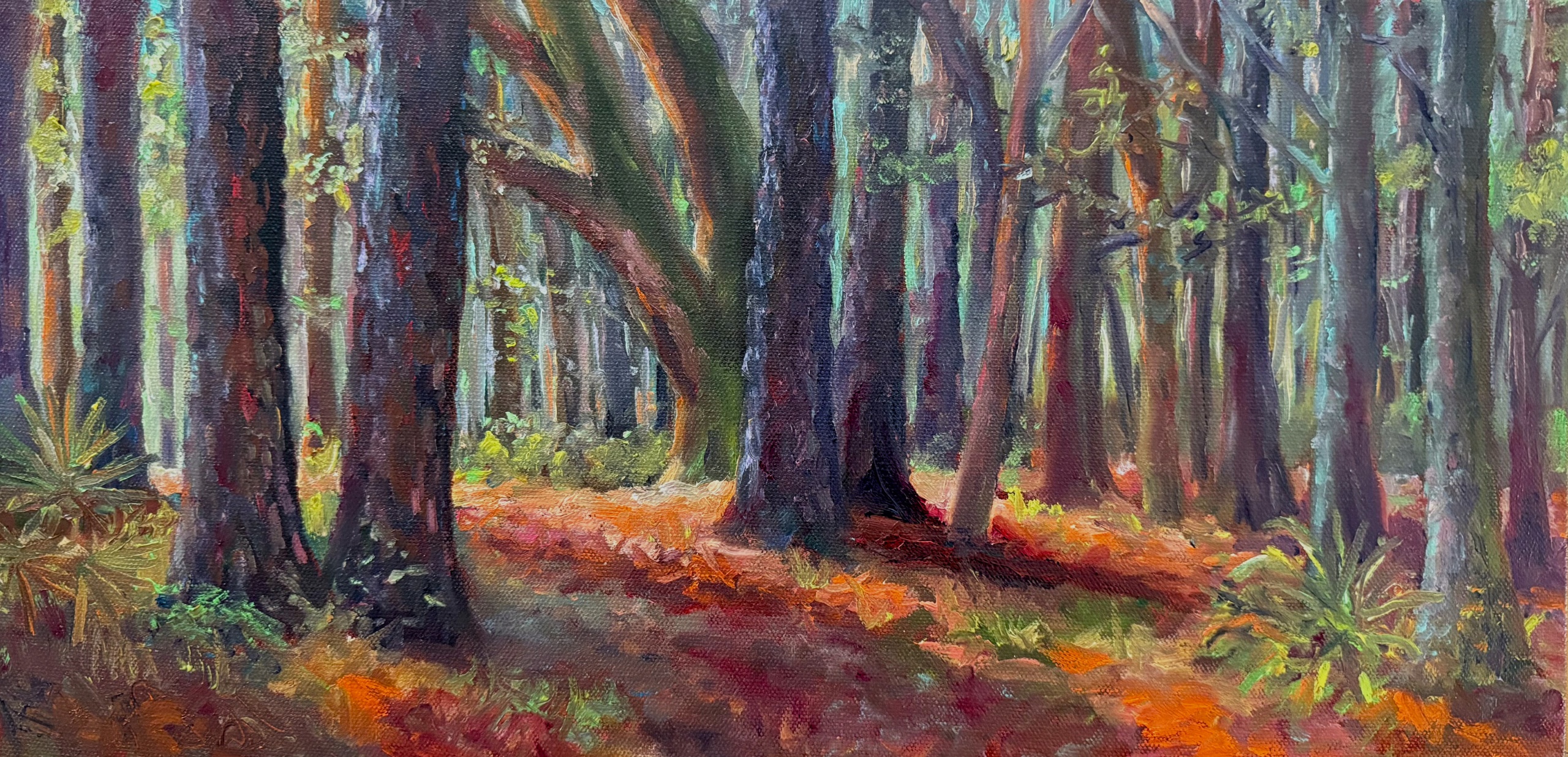 Oaks Among the Pine