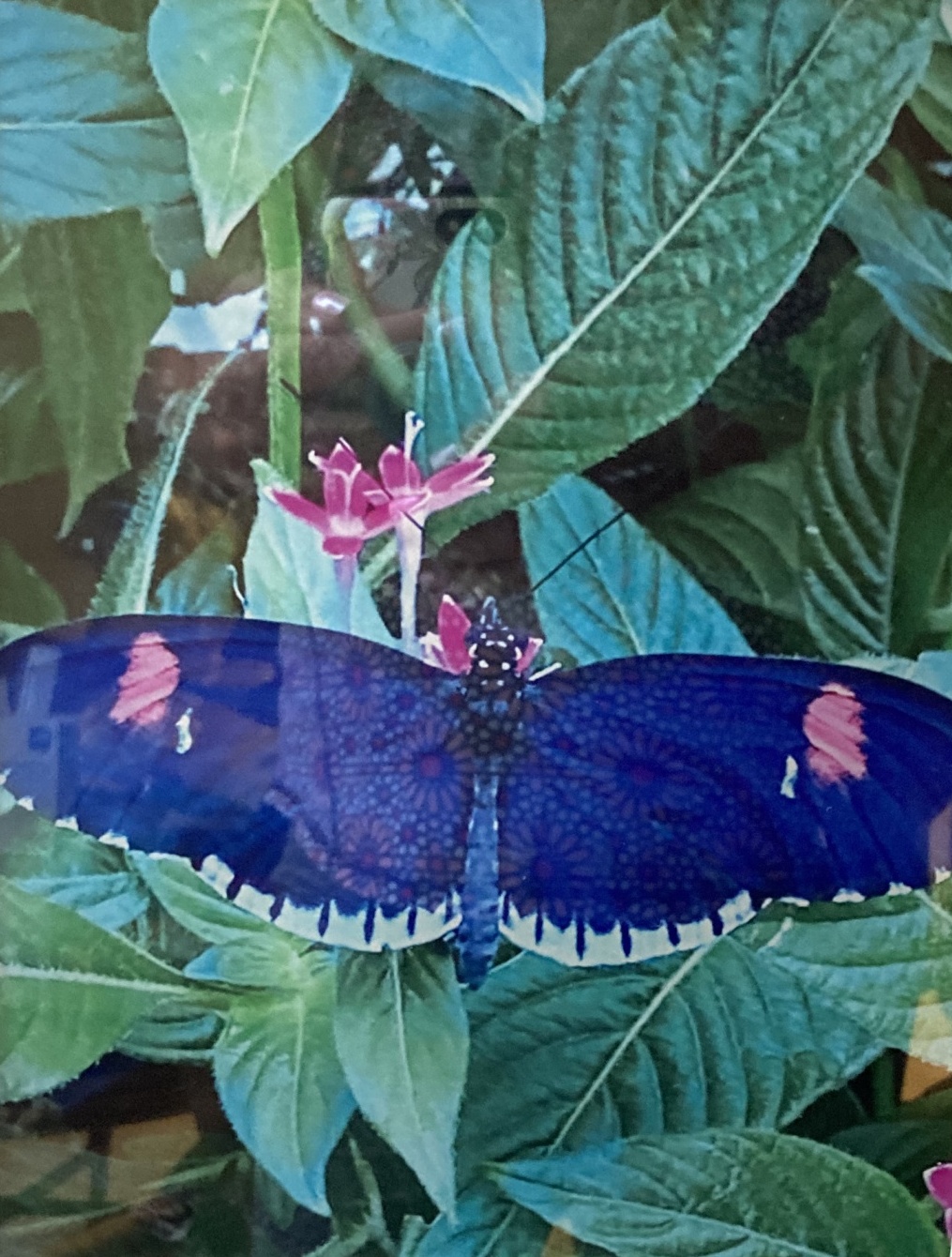 Out of the Blue