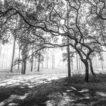 Forest Symphony