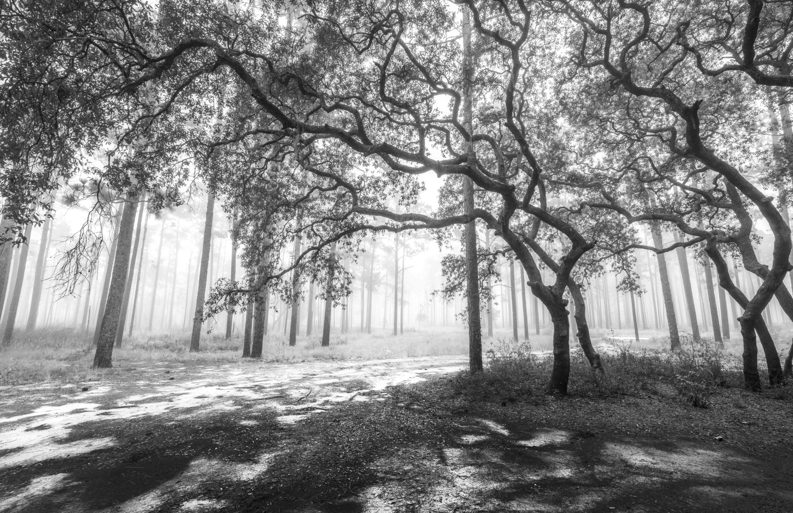 Forest Symphony