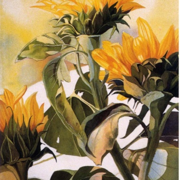 Helianthus