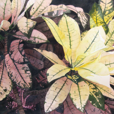 Croton Composition