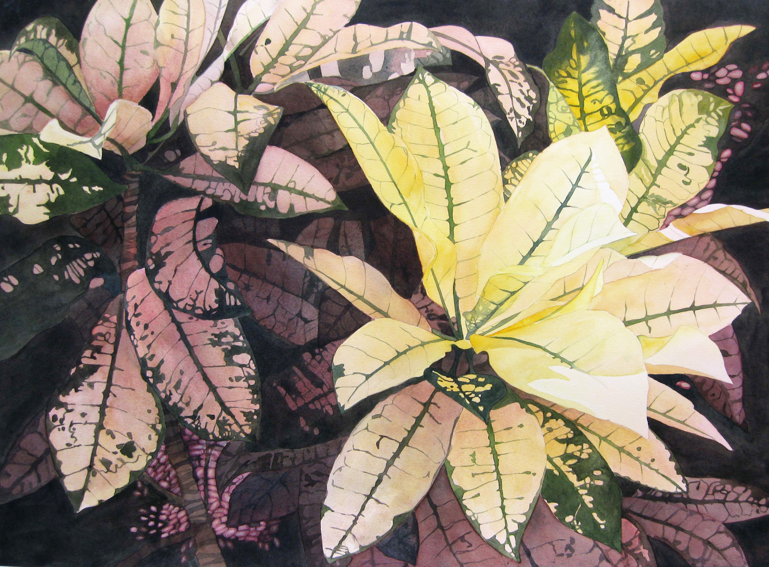Croton Composition