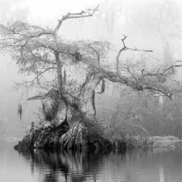 Fog and Grace
