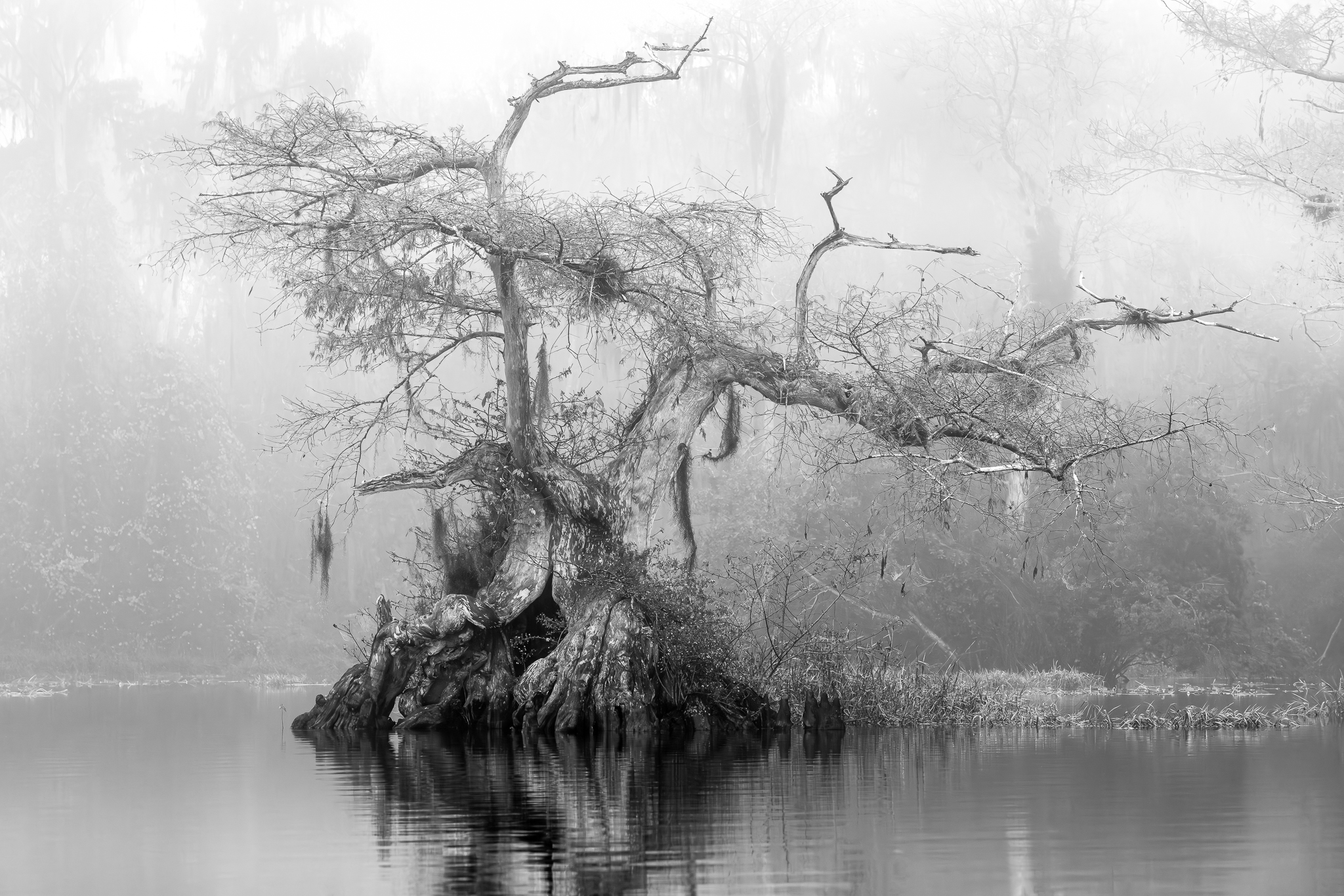 Fog and Grace
