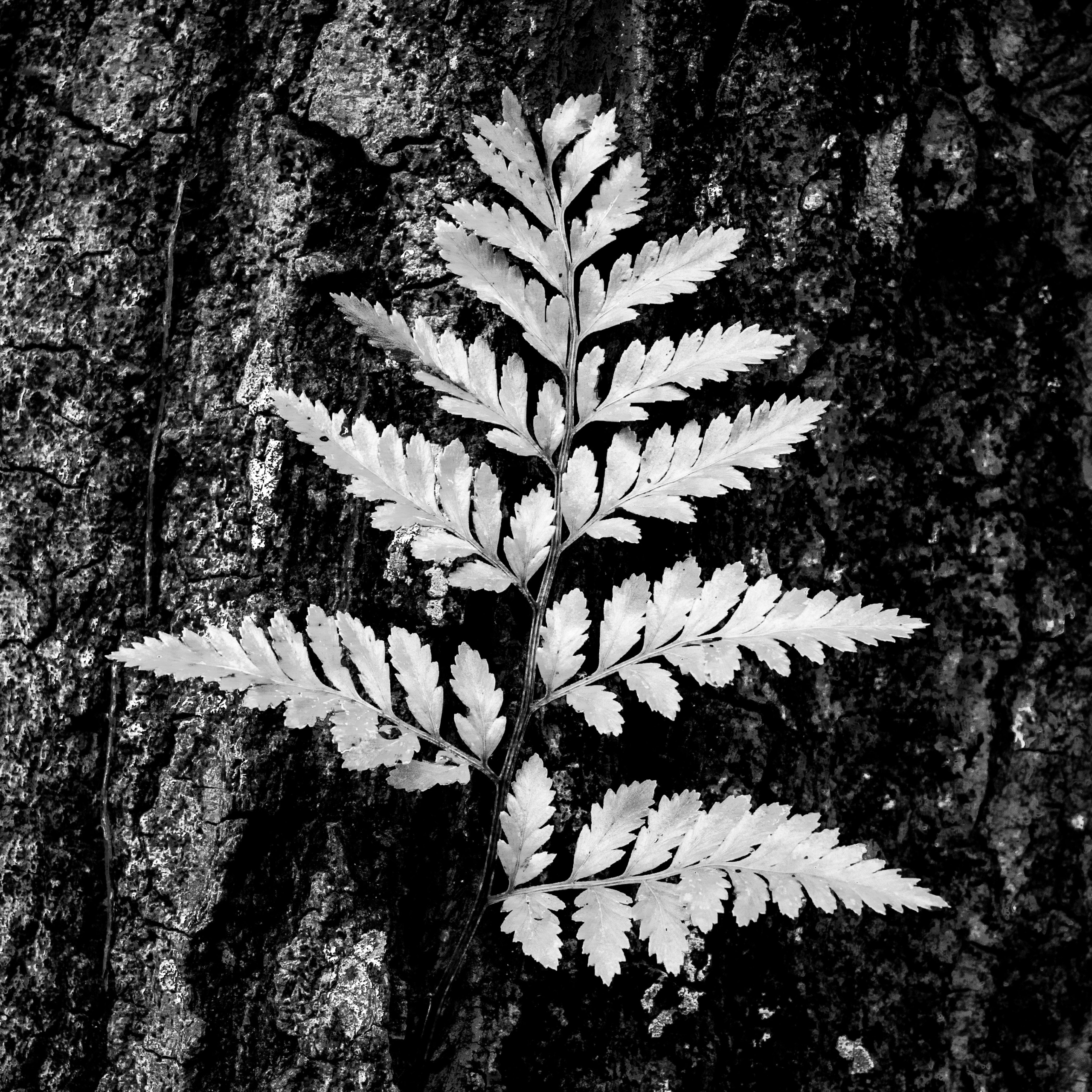 Fern on Oak
