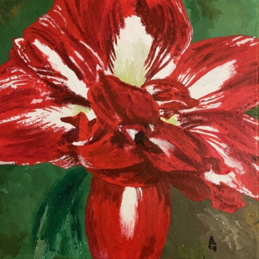 Amaryllis Abyss