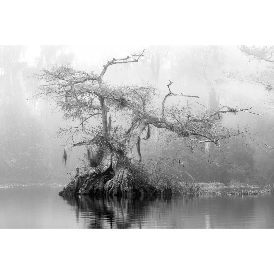 Honorable Mention – Fog and Grace by Don Pelliccia